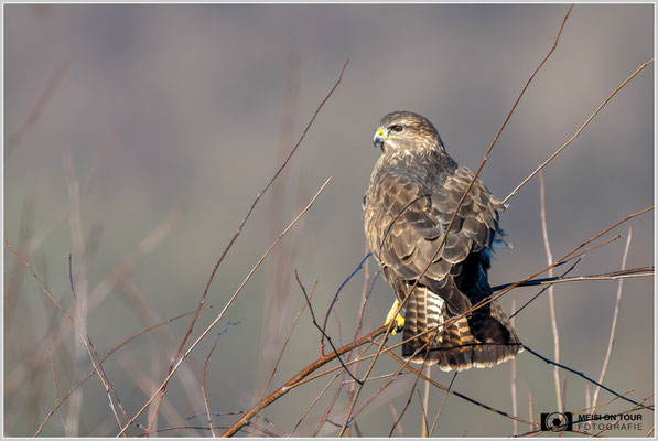 Mäusebussard  |  Nikon Z9, NIKKOR Z 800 mm 1:6,3 VR S, ISO 900, 1/2000s, f/6,3