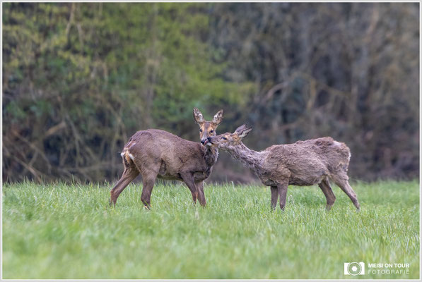 Rehe  |  Canon EOS R6, EF 300 f/2,8 L IS II USM mit Telekonverter 2x (600 mm), ISO 1600, 1/250s, f/7,1