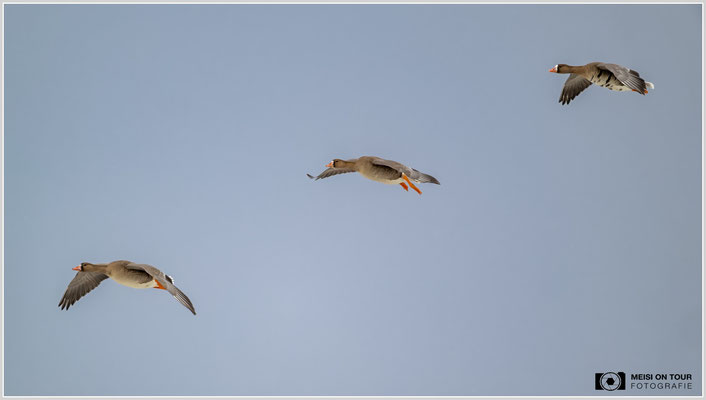 Blässgänse  |  Nikon Z9, NIKKOR Z 800 mm 1:6,3 VR S mit TC1,4x (1120 mm), ISO 3200, 1/2000s, f/9