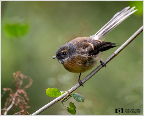 Neuseelandfächerschwanz  |  Nikon Z9, NIKKOR Z 100–400 mm 1:4,5–5,6 VR S (400 mm), ISO 1250, 1/250s, f/5,6