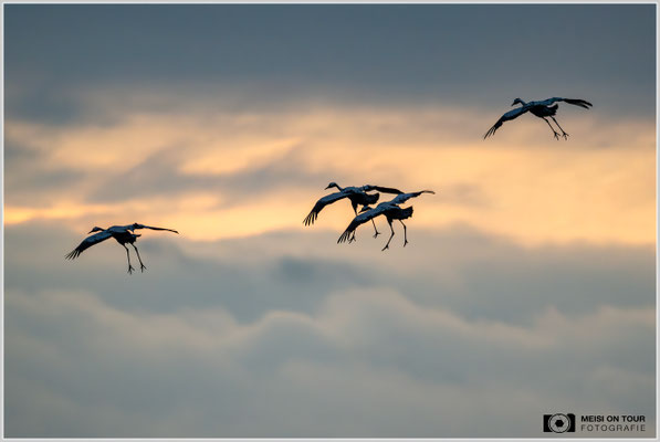 Graue Kraniche |  Nikon Z9, NIKKOR Z 800 mm 1:6,3 VR S, ISO 6400, 1/800s, f/6,3