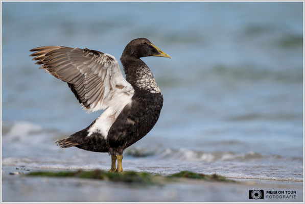 Eiderente  |  Nikon Z9, NIKKOR Z 800 mm 1:6,3 VR S, ISO 500, 1/1600s, f/6,3