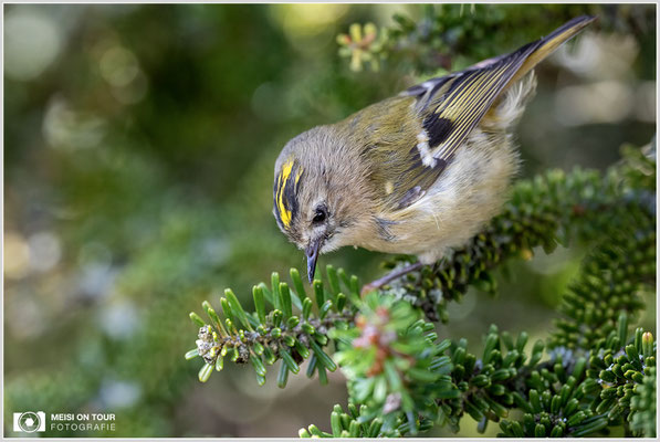Wintergoldhähnchen  |  Canon EOS R6, Sigma 150 f/2,8 Makro DG OS HSM mit Telekonverter 2x III (300 mm), ISO 3200, 1/500s, f/6,3