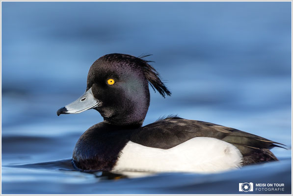 Reiherente  |  Canon EOS R6, EF 300 f/2,8 L IS II USM mit Telekonverter 2x (600 mm), ISO 800, 1/2500s, f/7,1