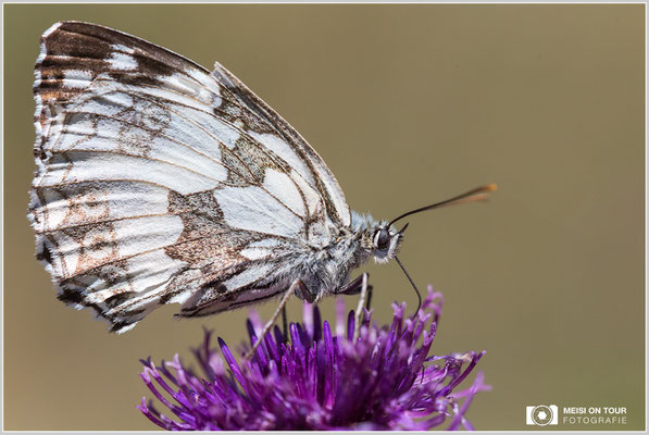 Schachbrett  |  Canon EOS-6D, Sigma 150 f/2,8 Makro DG OS HSM mit Telekonverter 1,4x III (210 mm), ISO 800, 1/2000s, f/8, Einbeinstativ