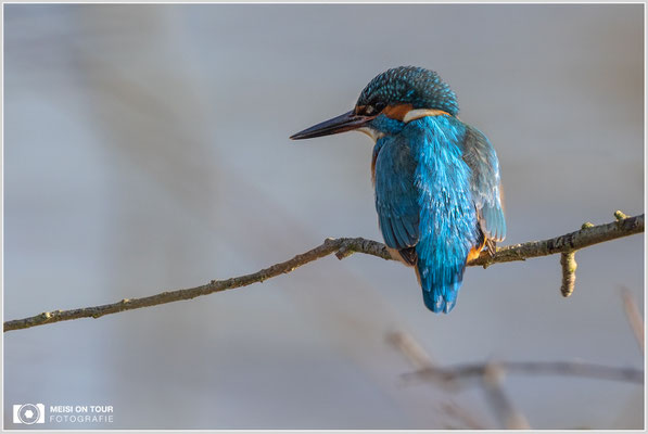 Eisvogel  |  Canon EOS R6, EF 300 f/2,8 L IS II USM mit Telekonverter 2x (600 mm), ISO 1600, 1/3200s, f/7,1, Einbeinstativ