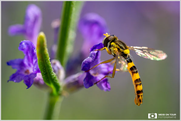 Gewöhnliche Langbauchschwebfliege an Lavendel |  Nikon Z9, NIKKOR Z MC 105 1:2,8 VR S, ISO 2800, 1/2500s, f/10