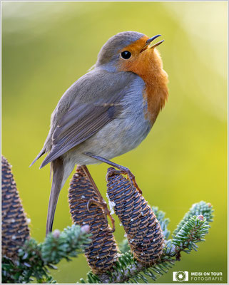 Rotkehlchen  |  Nikon Z9, NIKKOR Z 100–400 mm 1:4,5–5,6 VR S (400 mm), ISO 800, 1/125s, f/5,6