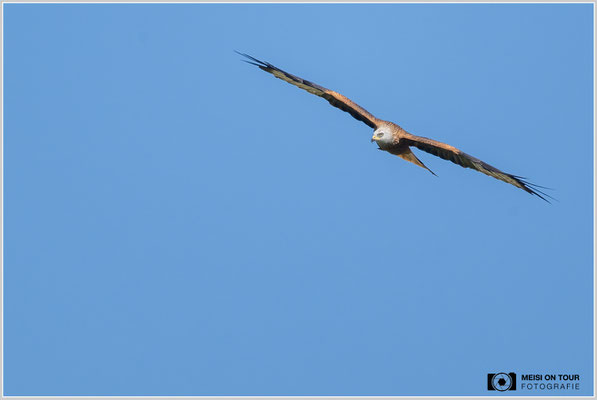 Rotmilan  |  Nikon Z9, NIKKOR Z 800 mm 1:6,3 VR S mit TC1,4x (1120 mm), ISO 900, 1/1600s, f/9