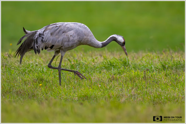 Grauer Kranich |  Nikon Z9, NIKKOR Z 800 mm 1:6,3 VR S, ISO 2500, 1/1600s, f/7,1