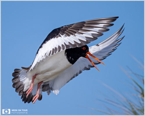Austernfischer  |  Nikon Z9, NIKKOR Z 800 mm 1:6,3 VR S, ISO 160, 1/2500s, f/6,3
