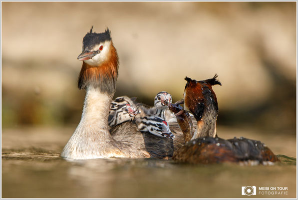 Haubentaucher  |  Canon EOS-5D Mark IV, EF 300 f/2,8 L IS II USM mit Telekonverter 2x (600 mm), ISO 800, 1/2000s, f/6,3, Reissack, Winkelsucher