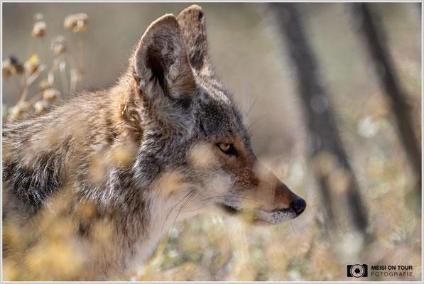 Kojote | Nikon Z9, NIKKOR Z 800 mm 1:6,3 VR S mit TC1,4x (1120 mm), ISO 2500, 1/3200s, f/9