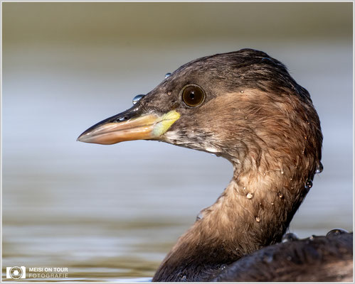 Zwergtaucher  |  Nikon Z9, NIKKOR Z 800 mm 1:6,3 VR S mit TC1,4x (1120 mm), ISO 1600, 1/1250s, f/9