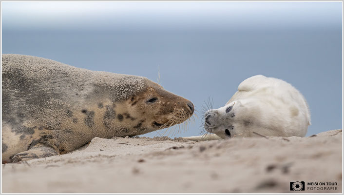 Kegelrobben - Jungtier bei der Mutter  |  Nikon Z9, NIKKOR Z 800 mm 1:6,3 VR S, ISO 1600, 1/1250s, f/6,3