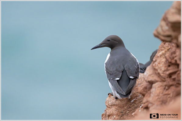 Trottellumme  |  Nikon Z9, NIKKOR Z 800 mm 1:6,3 VR S, ISO 10000, 1/2000s, f/6,3