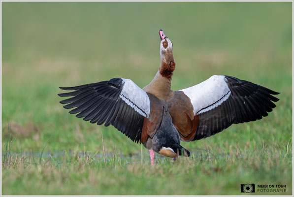 Nilgans  |  Nikon Z8, NIKKOR Z 800 mm 1:6,3 VR S mit TC1,4x (1120 mm), ISO 800, 1/1000s, f/9