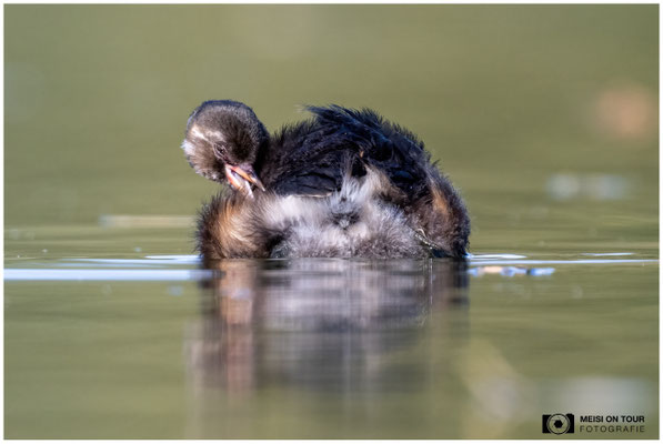 Zwergtaucher  |  Nikon Z9, NIKKOR Z 800 mm 1:6,3 VR S mit TC1,4x (1120 mm), ISO 1600, 1/1250s, f/9