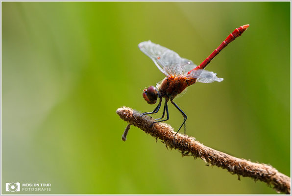 Blutrote Heidelibelle  |  Canon EOS-5D Mark IV, EF 300 f/2,8 L IS II USM mit Telekonverter 2x III (600 mm), ISO 1000, 1/640s, f/9, Einbeinstativ