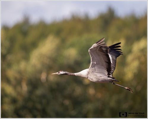 Kranich im Flug  |  Nikon Z9, NIKKOR Z 800 mm 1:6,3 VR S, ISO 900, 1/1600s, f/6,3