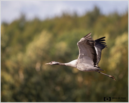 Kranich im Flug  |  Nikon Z9, NIKKOR Z 800 mm 1:6,3 VR S, ISO 900, 1/1600s, f/6,3