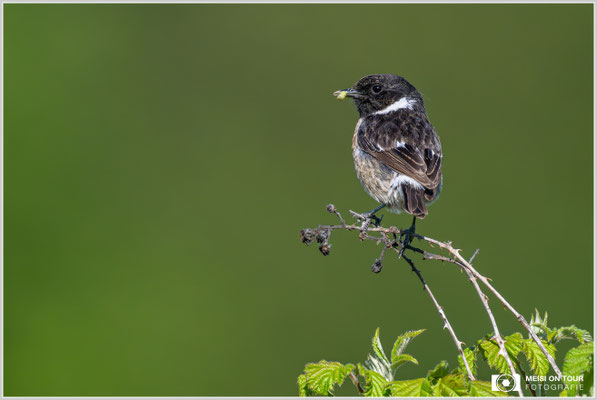 Schwarzkehlchen-Männchen  |  Nikon Z9, NIKKOR Z 800 mm 1:6,3 VR S mit TC1,4x (1120 mm), ISO 3200, 1/5000s, f/9