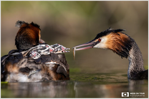 Haubentaucher  |  Canon EOS R6, EF 300 f/2,8 L IS II USM mit Telekonverter 1,4x (420 mm), ISO 800, 1/2000s, f/5,6