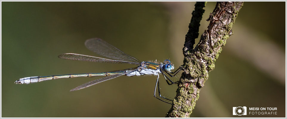 Gemeine Binsenjungfer  |  Canon EOS-5D Mark IV, Sigma 150 f/2,8 Makro DG OS HSM, ISO 640, 1/500s, f/7,1, Einbeinstativ