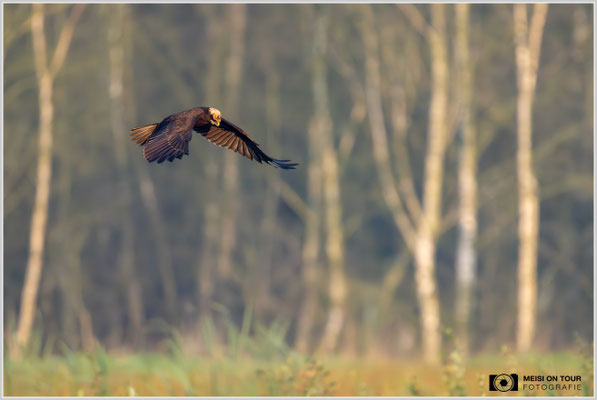 Rohrweihe  |  Nikon Z9, NIKKOR Z 800 mm 1:6,3 VR S mit TC1,4x (1120 mm), ISO 5600, 1/2500s, f/9