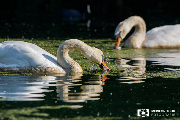 Höckerschwan  |  Canon EOS-5D Mark IV, EF 300 f/2,8 L IS II USM mit Telekonverter 2x III (600 mm), ISO 400, 1/1600s, f/7,1, Einbeinstativ