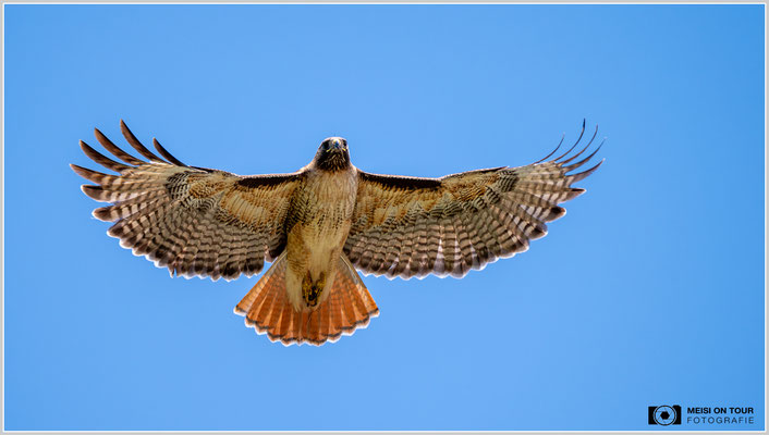 Rotschwanzbussard | Nikon Z8, NIKKOR Z 100-400 mm 1:5,6 S (400 mm), ISO 450, 1/1600, f/5,6