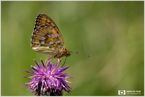 Großer Perlmutterfalter  |  Canon EOS R6, Sigma 150 f/2,8 Makro DG OS HSM mit Telekonverter 1,4x III (210 mm), ISO 800, 1/800s, f/8