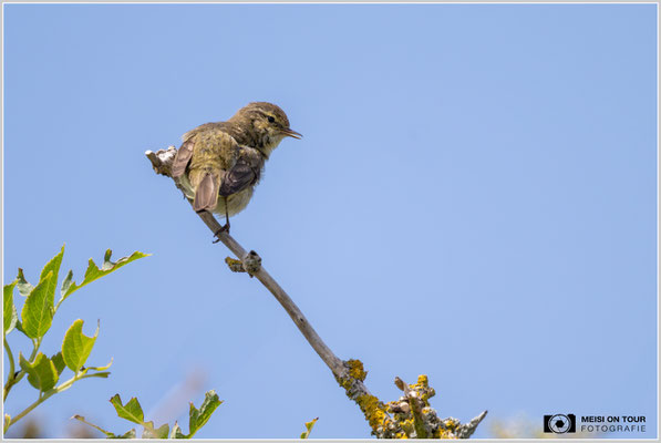 Zilpzalp  |  Nikon Z9, NIKKOR Z 800 mm 1:6,3 VR S mit TC1,4x (1120 mm), ISO 1250, 1/2500s, f/9