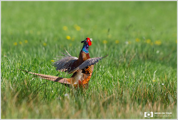 Fasan  |  Canon EOS-5D Mark IV, EF 300 f/2,8 L IS II USM mit Telekonverter 2x III (600 mm), ISO 640, 1/1250s, f/7,1, Einbeinstativ