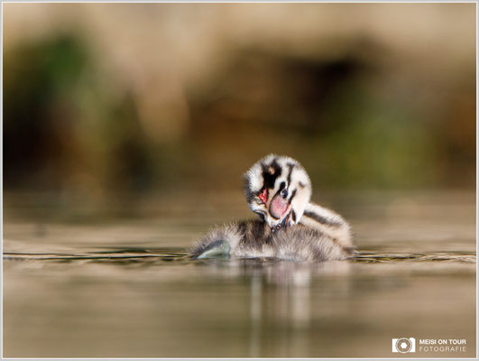 Haubentaucher  |  Canon EOS-5D Mark IV, EF 300 f/2,8 L IS II USM mit Telekonverter 2x (600 mm), ISO 800, 1/2000s, f/6,3, Reissack, Winkelsucher