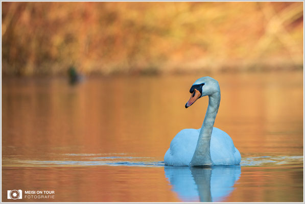 Höckerschwan  |  Canon EOS-5D Mark IV, EF 300 f/2,8 L IS II USM mit Telekonverter 2x III (600 mm), ISO 400, 1/400s, f/6,3, Einbeinstativ