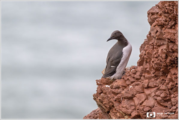 Trottellumme  |  Nikon Z9, NIKKOR Z 800 mm 1:6,3 VR S mit TC1,4x (1120 mm), ISO 2200, 1/800s, f/9