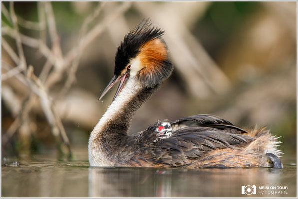 Haubentaucher  |  Canon EOS-5D Mark IV, EF 300 f/2,8 L IS II USM mit Telekonverter 2x (600 mm), ISO 800, 1/1600s, f/5,6, Reissack, Winkelsucher
