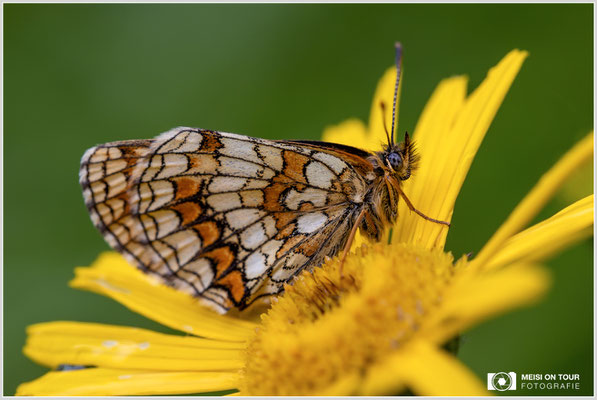 Wachtelweizen-Scheckenfalter  |  Canon EOS R6, Sigma 150 f/2,8 Makro DG OS HSM mit Telekonverter 1,4x III (210 mm), ISO 800, 1/60s, f/8