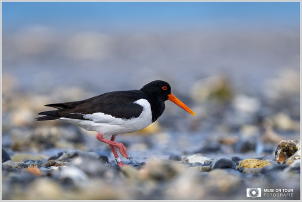Austernfischer  |  Nikon Z9, NIKKOR Z 800 mm 1:6,3 VR S, ISO 720, 1/2000s, f/6,3