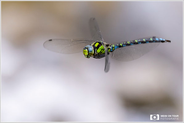 Blaugrüne Mosaikjungfer  |  Nikon Z9, NIKKOR Z 100–400 mm 1:4,5–5,6 VR S (400 mm), ISO 1600, 1/1600s, f/7,1