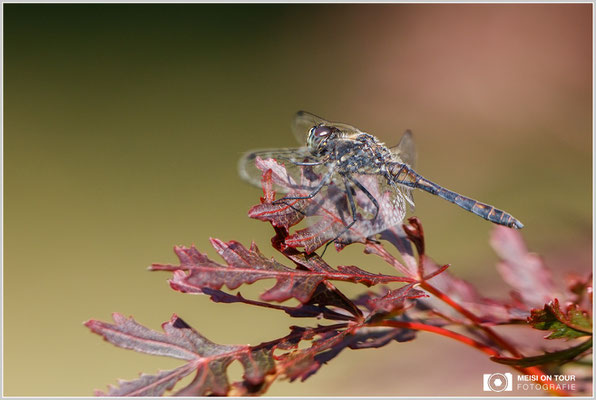 Heidelibelle  |  Canon EOS-5D Mark IV, EF 300 f/2,8 L IS II USM mit Telekonverter 2x III (600 mm), ISO 400, 1/1000s, f/7,1, Einbeinstativ