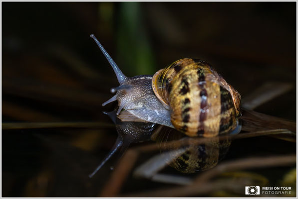 Gefleckte Weinbergschnecke im Teich bei Nacht  |  Nikon Z8, NIKKOR Z 100-400 mm 1:5,6 S (207mm), ISO 7200, 1/80s, f/5,6