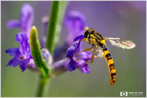 Gewöhnliche Langbauchschwebfliege an Lavendel |  Nikon Z9, NIKKOR Z MC 105 1:2,8 VR S, ISO 2800, 1/2500s, f/10