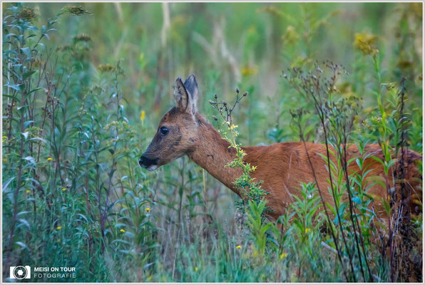 Reh  |  Canon EOS-5D Mark IV, EF 300 f/2,8 L IS II USM mit Telekonverter 2x III (600 mm), ISO 4000, 1/500s, f/5,6, Einbeinstativ