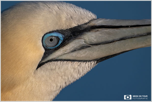 Basstölpel  |  Nikon Z9, NIKKOR Z 800 mm 1:6,3 VR S mit TC1,4x (1120 mm), ISO 400, 1/1600s, f/11