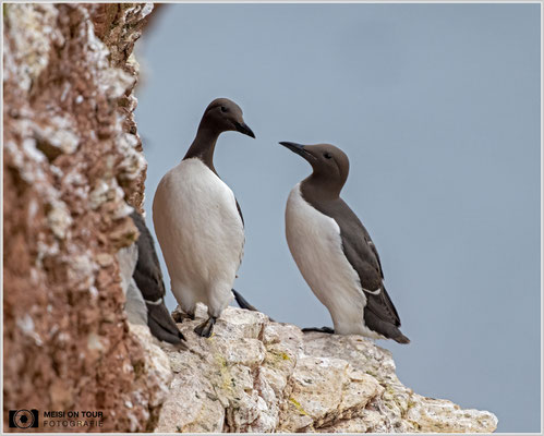 Lummenpaar  |  Nikon Z9, NIKKOR Z 800 mm 1:6,3 VR S mit TC 1,4 (1120 mm), ISO 2000, 1/200s, f/9