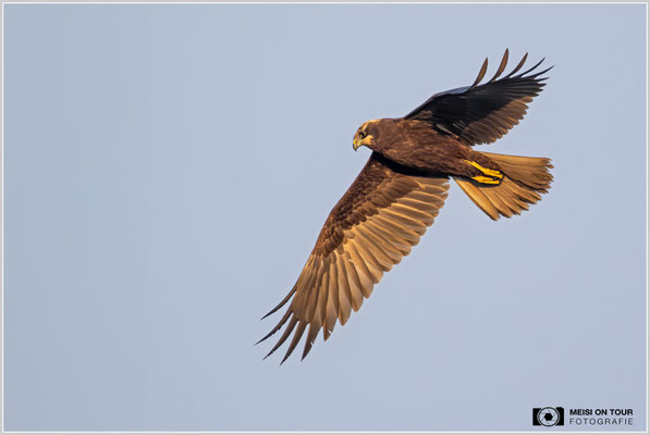 Rohrweihe  |  Nikon Z9, NIKKOR Z 800 mm 1:6,3 VR S mit TC1,4x (1120 mm), ISO 1800, 1/2500s, f/9