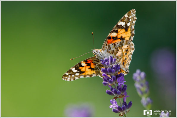 Distelfalter  |  Canon EOS-5D Mark IV, EF 300 f/2,8 L IS II USM mit Telekonverter 2x III (600 mm), ISO 1000, 1/2000s, f/9
