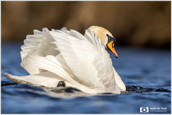 Höckerschwan  |  Canon EOS R6, EF 300 f/2,8 L IS II USM mit Telekonverter 2x (600 mm), ISO 800, 1/8000s, f/7,1